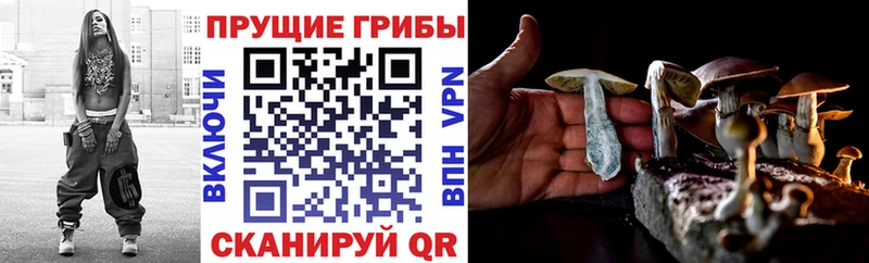 Галлюциногенные грибы Psilocybe  Купить  Печора 